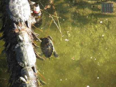 Un'altra tartaruga uccisa a Parco Due Giugno da un sasso scagliato dal ponticello e abbandonata senza vita nell'acqua del laghetto